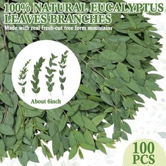 Wavwavw 100 Pcs Pressed Dried Eucalyptus Leaves 6 Inch 100% Natural Preserved…
