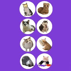 100Pcs/500Pcs Cartoon Meme Cat Stickers for School Reward Stickers Classroom Dec