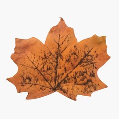 Artificial Maple Leaf Decoration Orange Black Fall Craft Scrapbook Junk Journal