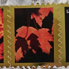 Gold Frame Autumn Leaves Sticker Strip, Gold Black Red Orange Yellow Quotes