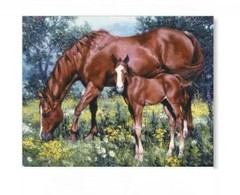 6 BEAUTIFUL HORSE HORSES & COLTS EQUESTRIAN STICKERS 3 DESIGNS USA MADE #28b