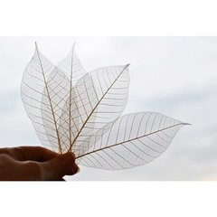 500x Natural Skeleton Rubber Tree Leaves Dried Craft DIY Card Wedding Decor 2-7″