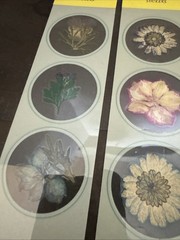 Lot Of 8 REAL Pressed Flowers Stickers Vintage Victorias Garden Scrapbook-22