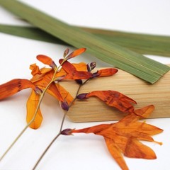 6PCS real dried Pressed flower with stem, flower supply for candle Craft FHT36