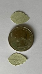 LIGHT GREEN ROSE LEAF Die-cut Embellishment(20pc)Jolee’s•Flower•Garden•Long Stem