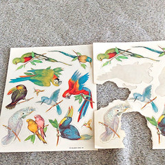 Vintage 1980s Hallmark Tropical Birds Scrapbooking Stickers (1.5 )Sheet Lot