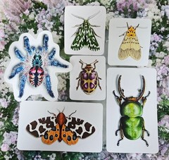 Insect Stickers SET OF 6 – Original Artwork by Ashley Dean | Bug Stickers
