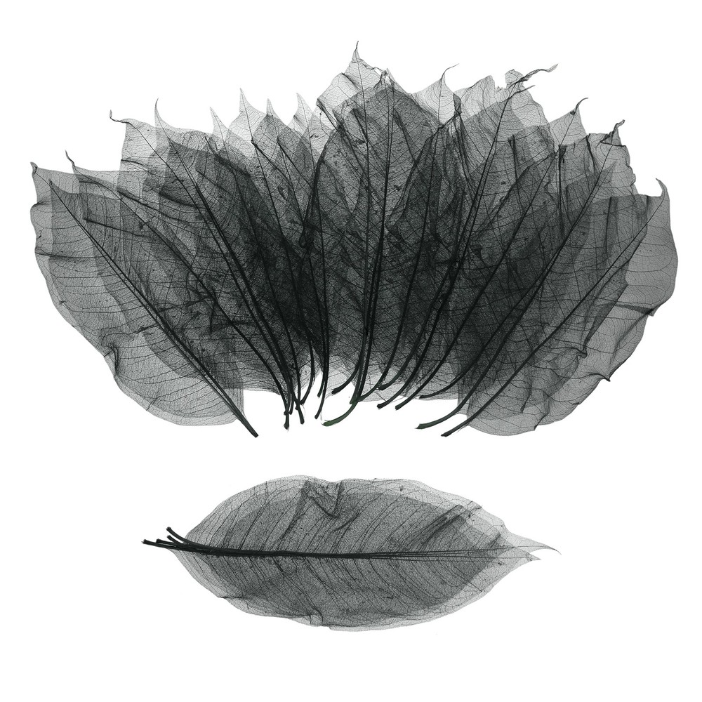 100 Pcs Skeleton Leaves for Scrapbook, 3.3-3.9 Inch, Black