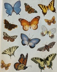 NATURAL BUTTERFLIES Stickers (14pc)Earth tone•Bugs•Wings•Flying •Card Making•
