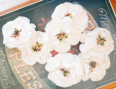 APPLE BLOSSOMS 6 Pack WHITE with Centre – PAPER – 50-55mm Manor House ConB