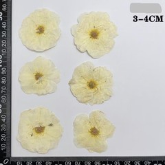 12PCS Real Pressed Dried Off White Rose flower head for art Craft FHT27
