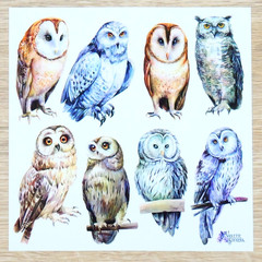 Violette Stickers – Real Owls – 1 Owl Sticker Sheet – Scrapbooks Stationery