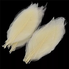 500x Natural Skeleton Rubber Tree Leaves Dried Craft DIY Card Wedding Decor 2-7″
