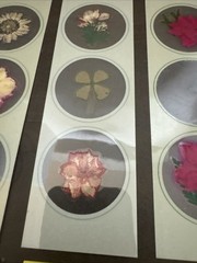 Lot Of 8 REAL Pressed Flowers Stickers Vintage Victorias Garden Scrapbook-22