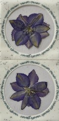 PURPLE FLOWER PRESSED & DRIED REAL FLOWERS(2pc)Leaves •Garden•Blooming•Buds•Stem