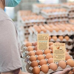 Fresh Farm Eggs Handling Instruction Cards 2 x 3.5» Egg Carton Stamp Bulk La…