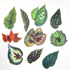 Large Leaf Stickers Scrapbooking Junk Journaling Collage