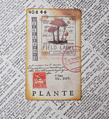 Handmade Embellishments Field Specimen Cards Junk Journal Scrapbook Altered Art