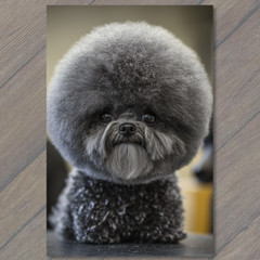 STICKER Poodle White Gray Round Fluffy Fur Detailed Portrait Cute Fun