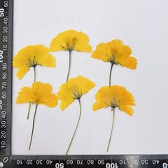 12PCS Real Pressed Dried flowers with stem, Yellow Orange daisy Flower FHT39