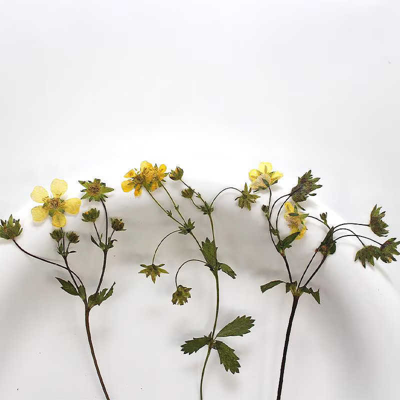 12PCS Real Pressed Dried mini Yellow Flower with leaves stem for art Craft FHT59