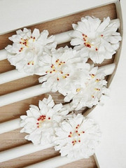 SUNFLOWER / GERBERA 6 Pack WHITE with Centre – PAPER – 50-55mm Manor House ConB