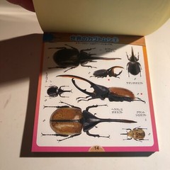 Beetle and Stag Beetle Japanese Stickers book 275 Stickers Shogakkan Neo