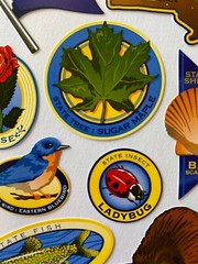 NEW YORK Stickers(11pc)Sticko•Beaver •Maple•State•Rose•Ladybug•Shell•Vacation