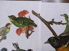 beautiful bird lot birds diecuts die cuts old vintage or antique scrapbooking