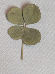 Real Dried & Pressed Four Leaf Clovers Set of 4 Natural Untreated USA Grown
