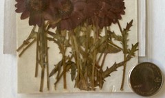 PURPLE PRESSED & DRIED REAL FLOWERS(20pc)Darice•Leaves•Garden Stem•Blooming•buds