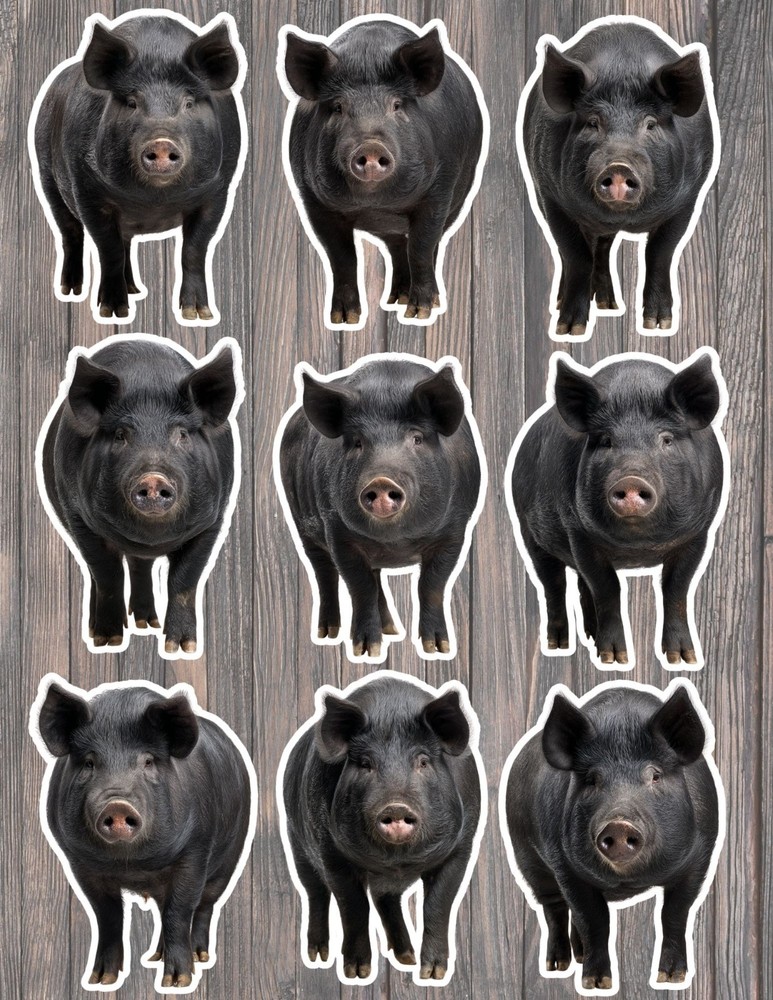 Black Pig Die Cut Vinyl Stickers Scrapbooking Laptop Waterbottle