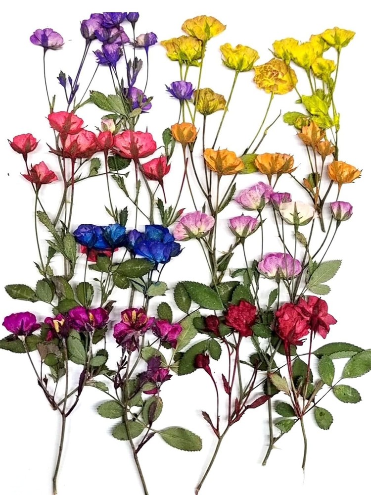 8 Types Real Dried Pressed Rose Flowers Plant Herbarium for Craft Mini