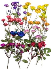 8 Types Real Dried Pressed Rose Flowers Plant Herbarium for Craft Mini