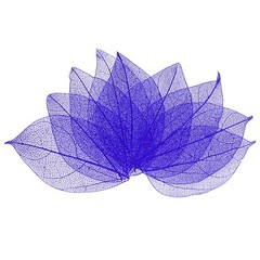 100-Pack Skeleton Leaves, Natural Rubber Tree Leaves Vein[4-6cm, Purple]