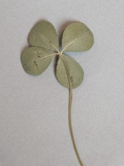Real Dried & Pressed Four Leaf Clovers Set of 4 Natural Untreated USA Grown