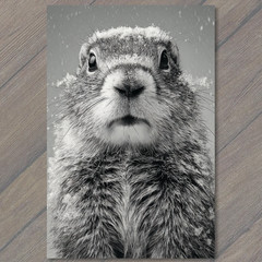 STICKER Groundhog Snow Close Up Winter Woodland Wildlife Black White