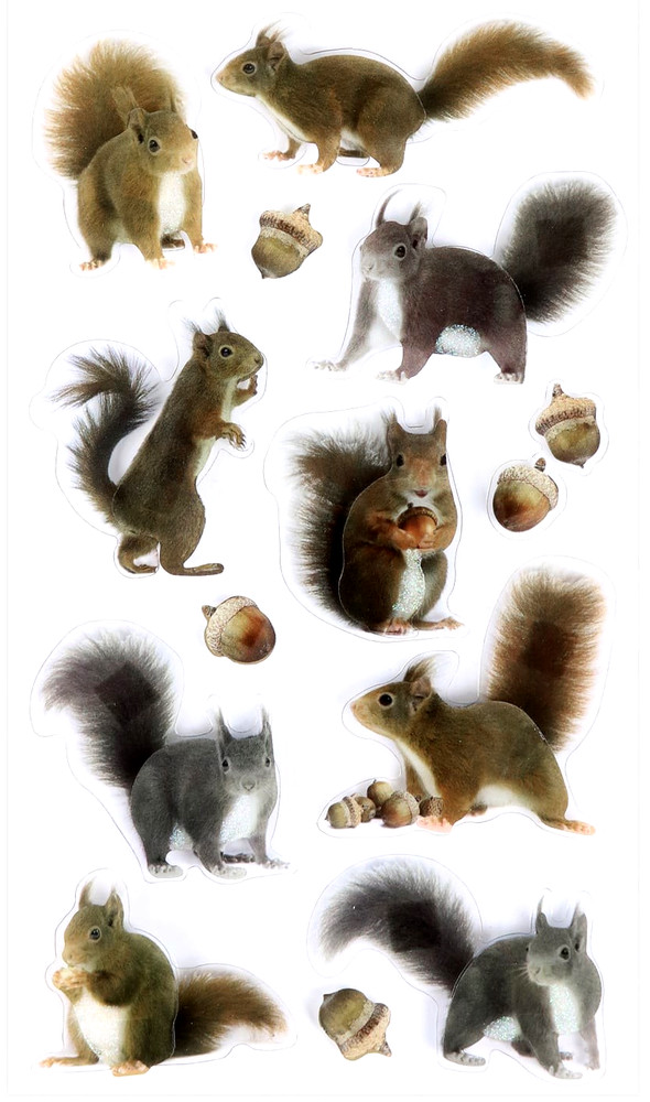Squirrel Squirrels Acorn Acorns Woods Park Tree Tail Recollections Stickers