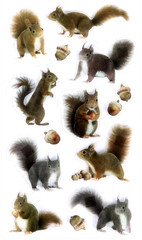Squirrel Squirrels Acorn Acorns Woods Park Tree Tail Recollections Stickers