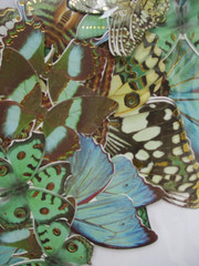 Blue Butterfly Die-Cut Cut-Outs Realistic Shapes with Foil Accents – Nature Jour