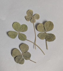 Real Dried & Pressed Four Leaf Clovers Set of 4 Natural Untreated USA Grown