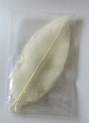 LARGE IVORY MAGNOLIA SKELETON LEAVES(3pc)Real•Natural•Christmas •Holiday•Bush