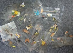 Lot of Vintage Paper Bird Small Cutouts for Junk Journaling Scrapbooking Crafts