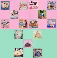 15 Rachael Hale Assorted Large Stickers – Puppies, Kittens, Cat, Dog, Bunny