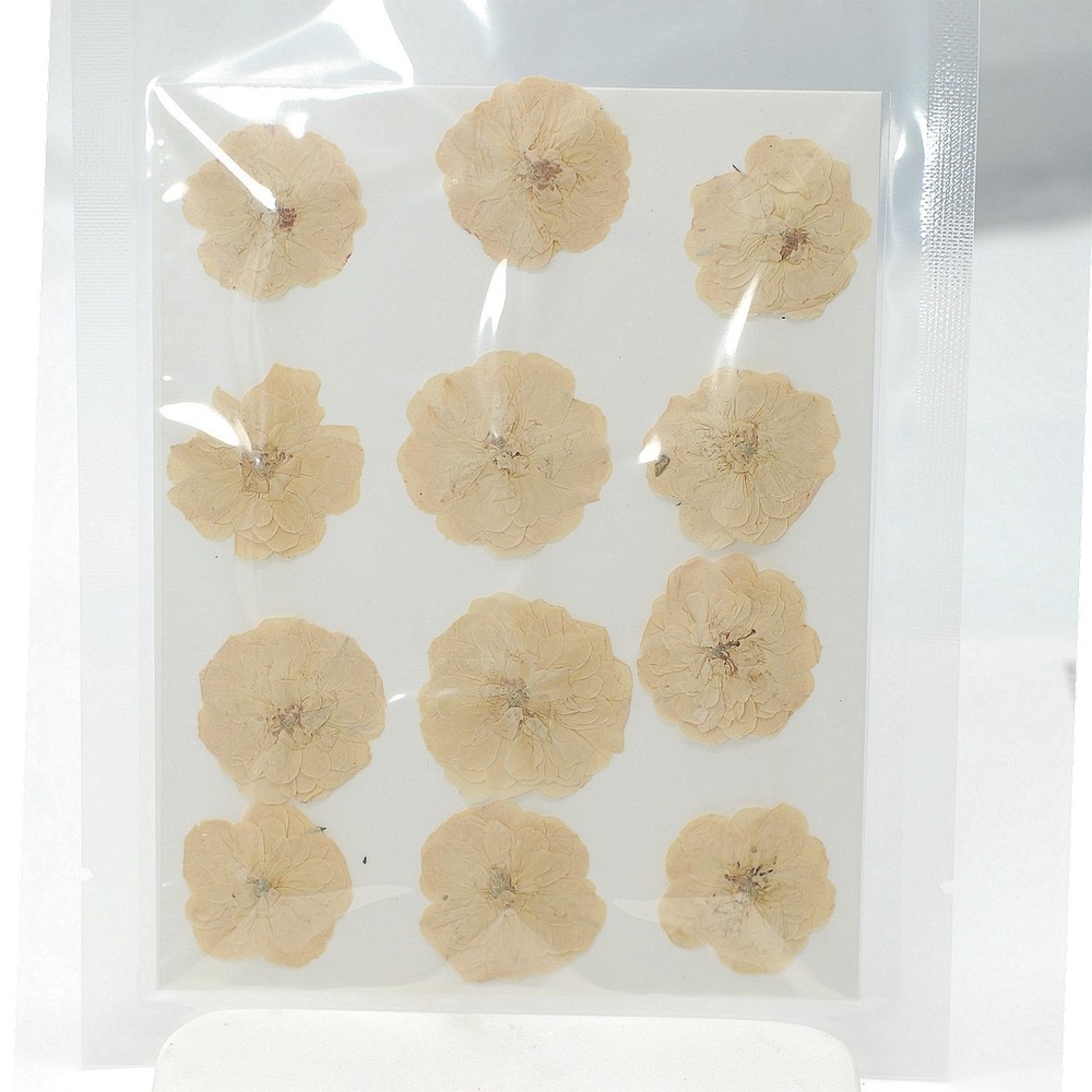 12PCS Real Pressed Dried Off White Rose flower head for art Craft Small Size