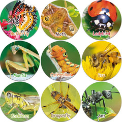 600 Pcs Insect Stickers Decals for Kids, 1.38 Inch Classroom Teaching Supplies