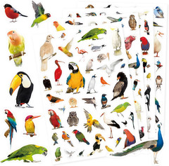 Wild Animals Stickers 750 Count Jungle Safari Woodland Zoo Creatures