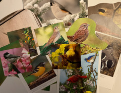 Bird ephemera 50 pieces for junk journal scrapbooking mixed media art collage