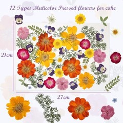 48 Pcs Natural Dried Pressed Flowers for Resin Jewelry, Crafts & Decor, Multicol