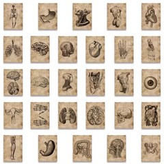 56pcs Human Anatomy & Physiology Vinyl Stickers Vintage Medical Student Notebook